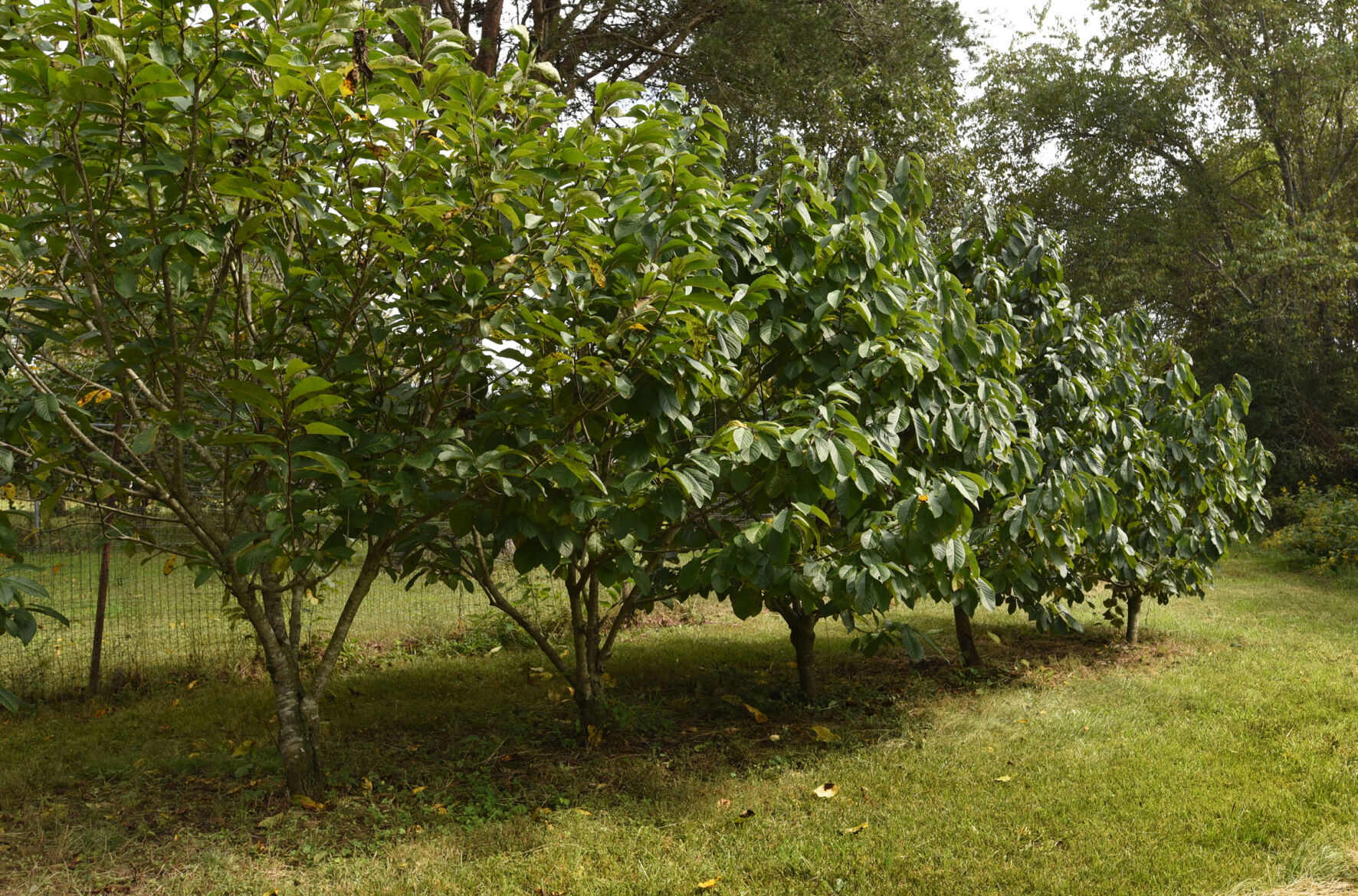 Bashavia Gardens pawpaw
